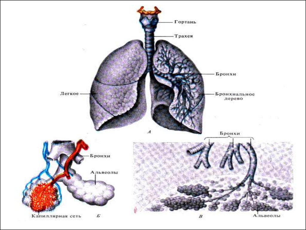 Бронхи и легкие. Бронхи и легкие расположение. Строение легких и бронхов человека. Гортань трахея бронхи. Трахея бронхи легкие.
