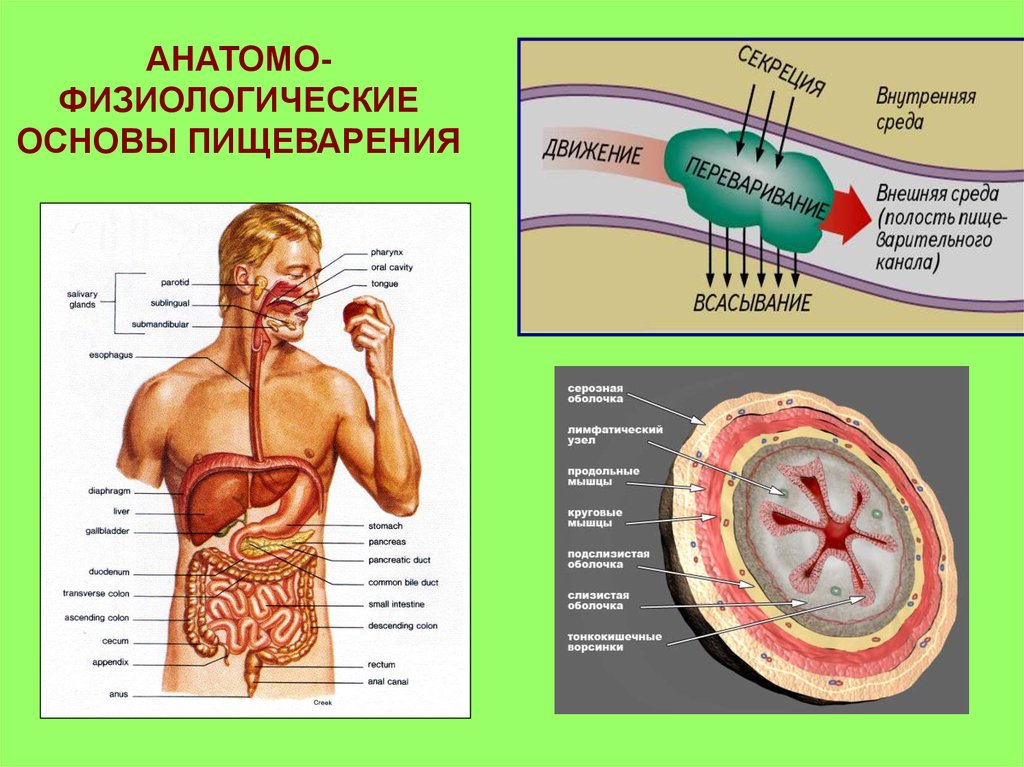 Иммунная система и обмен веществ