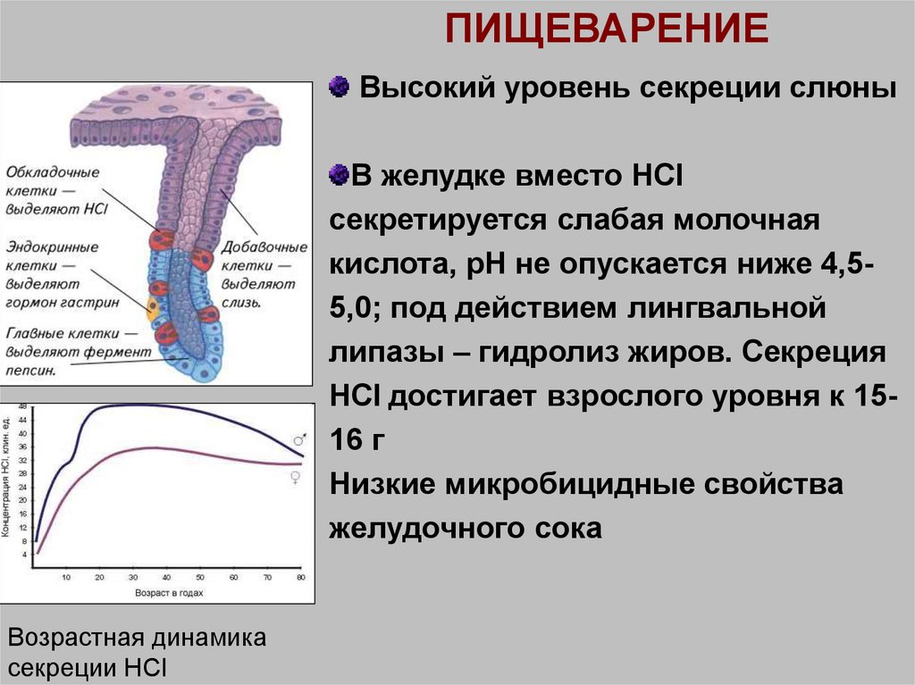 Физиология обмен веществ презентация