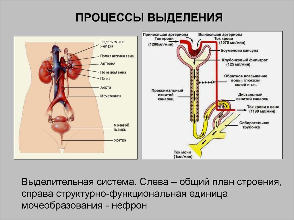 Последовательность движения мочи в организме человека. Система органов животных выделительная система. Схема строения мочевыделительной системы человека. Строение выделительной системы человека анатомия. Структурно-функциональная единица выделительной системы.