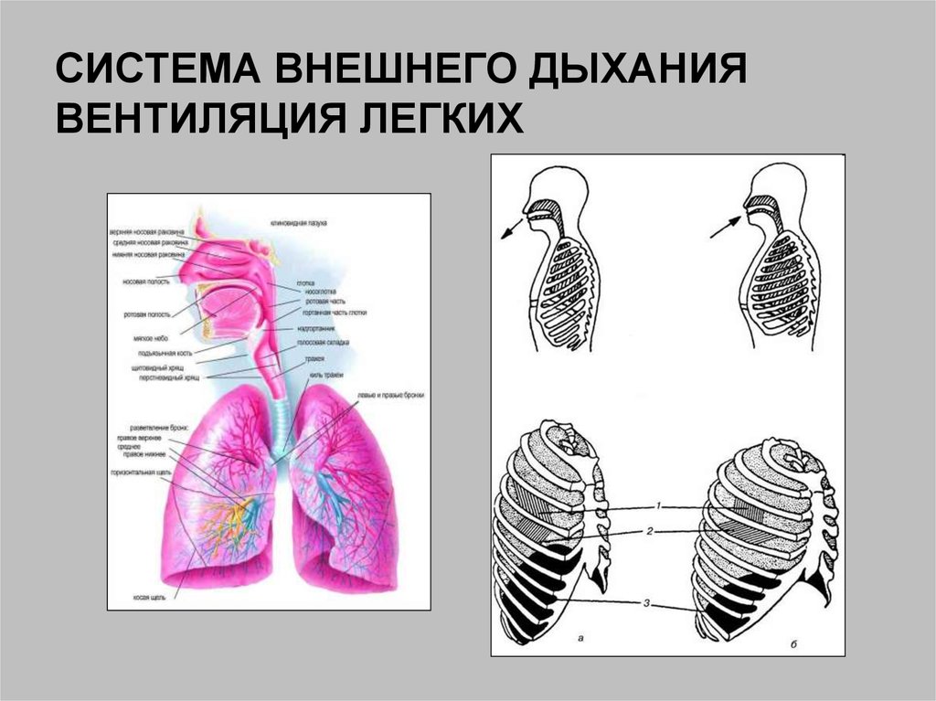 Орган внешнего дыхания. Система внешнего дыхания. Внешнее дыхание человека. Понятие о системе внешнего дыхания.. Внешнее дыхание вентиляция.