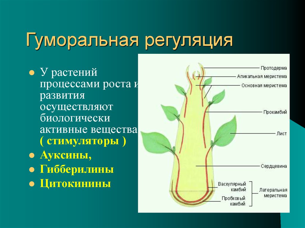 Нейрогуморальная регуляция 6 класс биология презентация