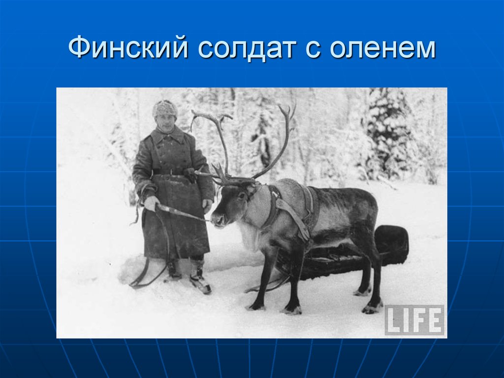 Финский солдат с оленем