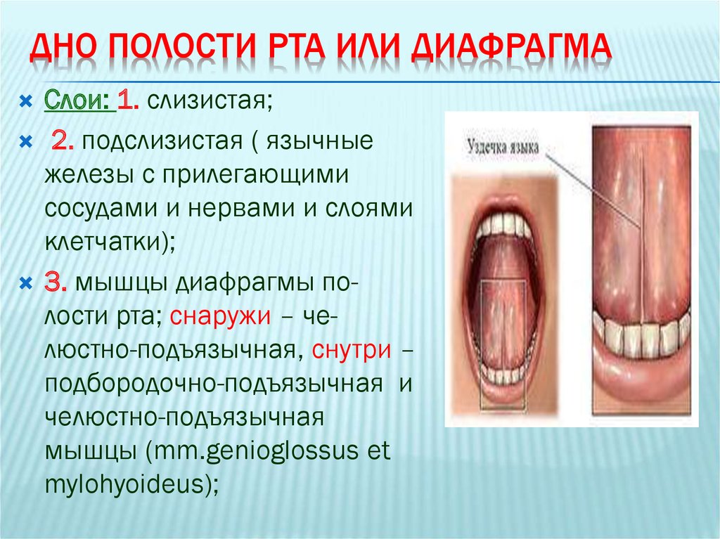 Для полости рта характерно. Дно полости рта анатомия. Дно полости рта образовано.