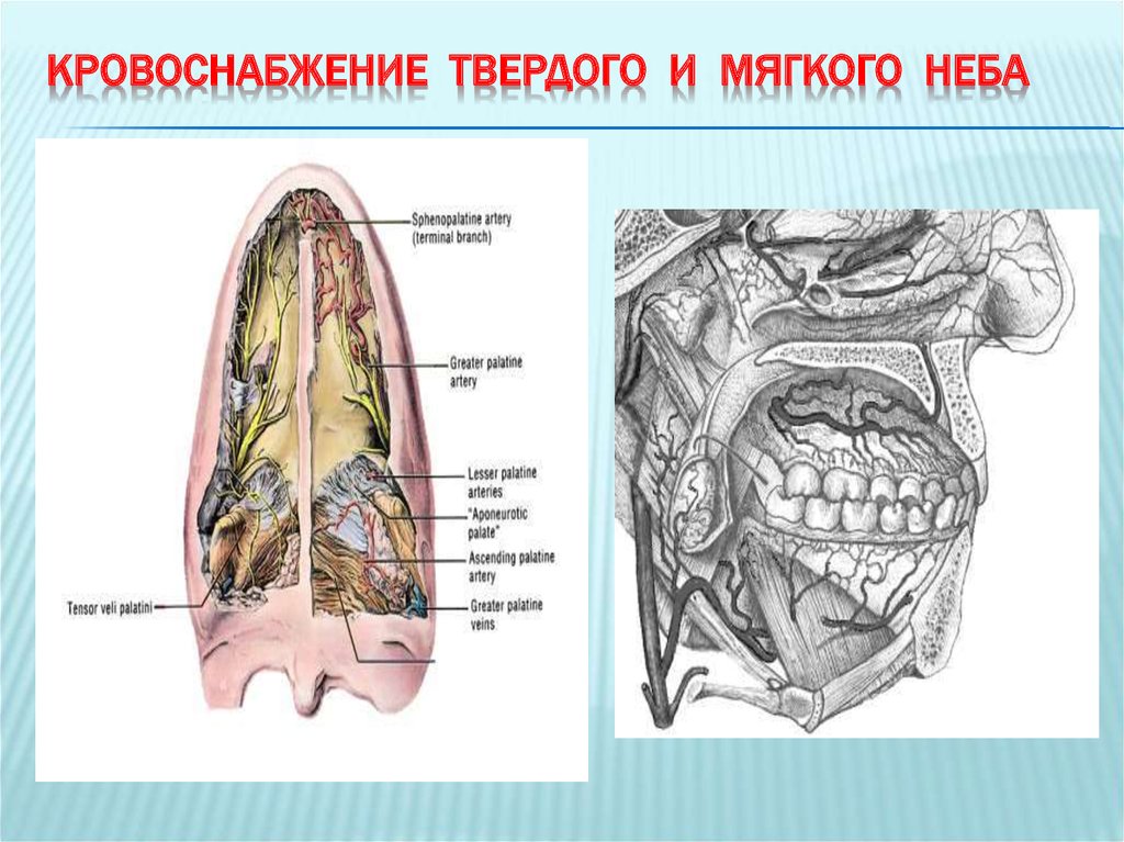 Твердое небо. Иннервация твердого неба. Кровоснабжение и иннервация мягкого неба. Кровоснабжение твердого и мягкого неба.