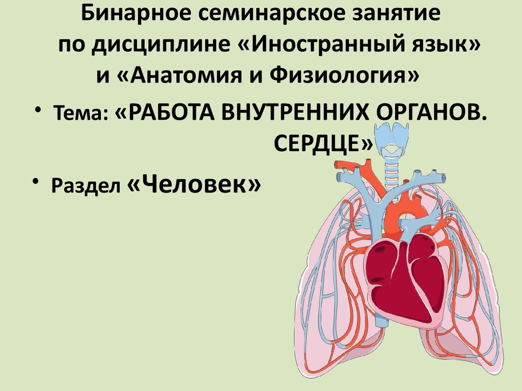 Физиология сердца презентация. Анатомия и физиология сердца.