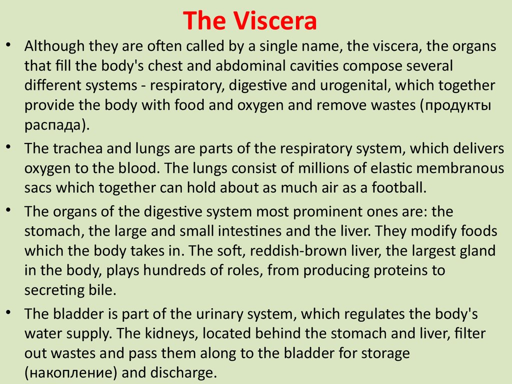 The Viscera