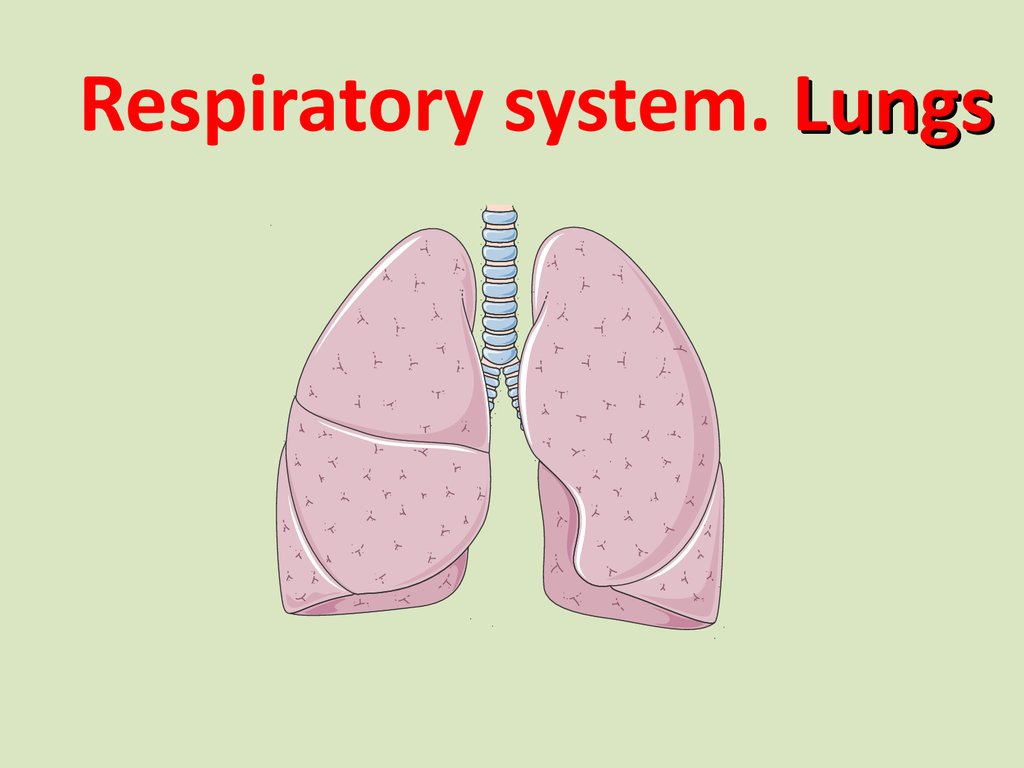 Respiratory system. Lungs