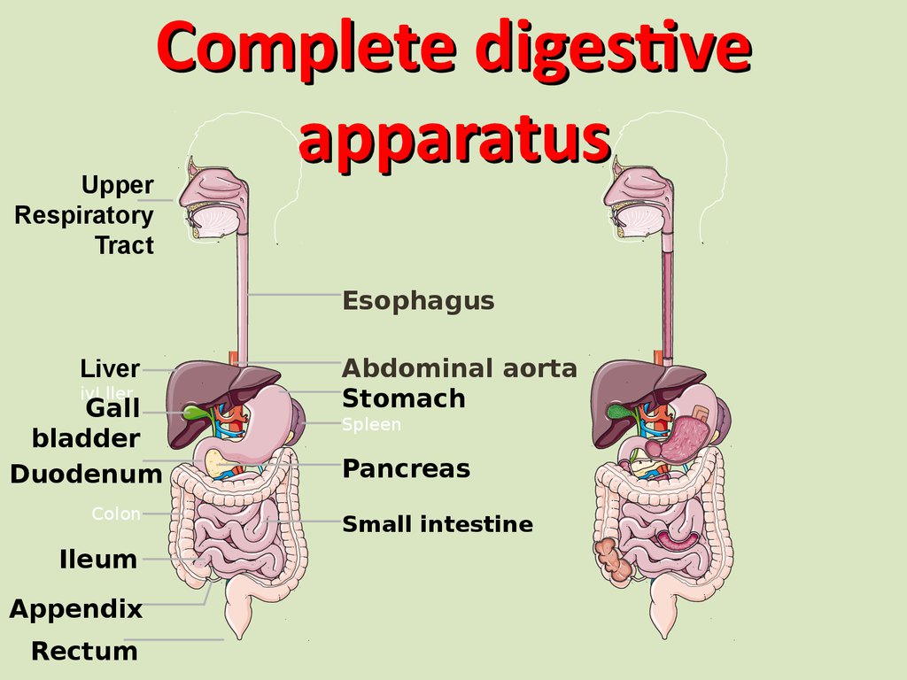 Complete digestive apparatus