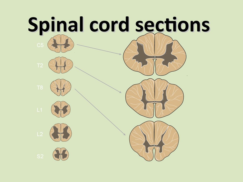 Spinal cord sections