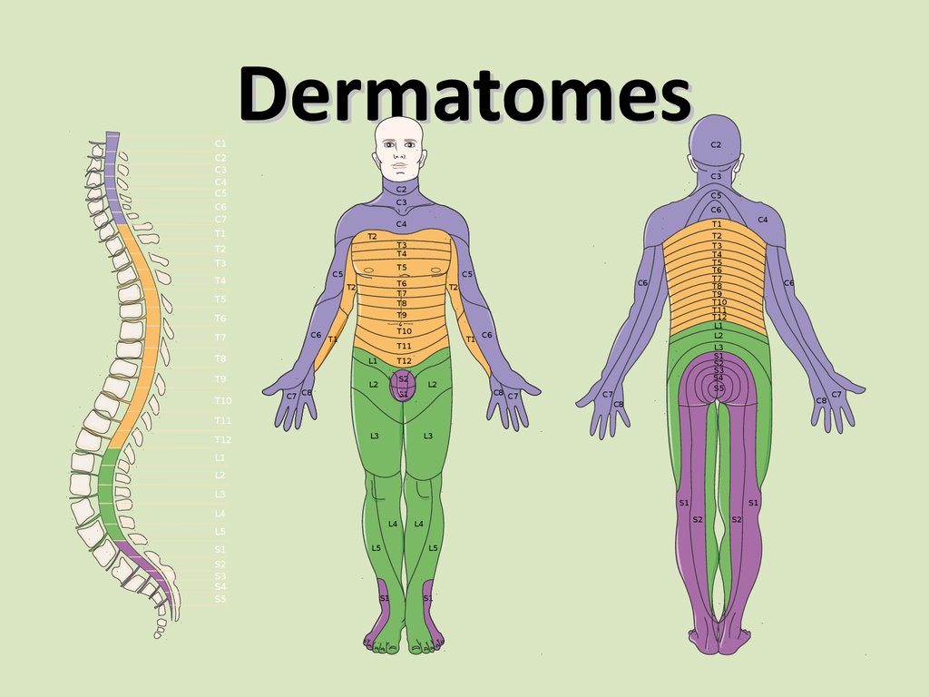 Dermatomes