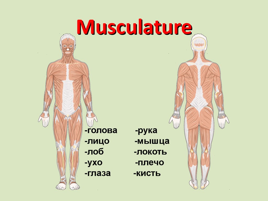 Musculature