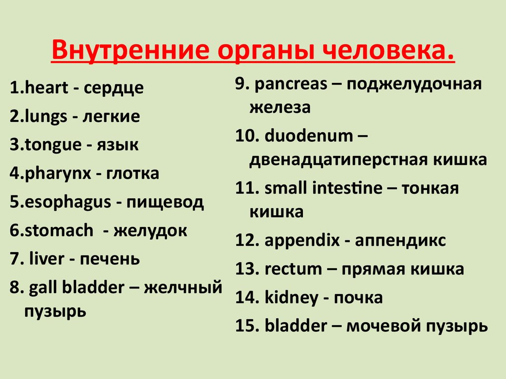 Органы текст. Органы человека. Органы человека на английском. Внутренние органы на АН. Органы на английском языке с переводом.