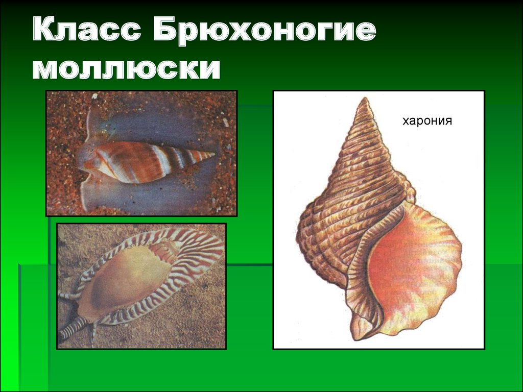 Три примера животных относящихся к моллюскам
