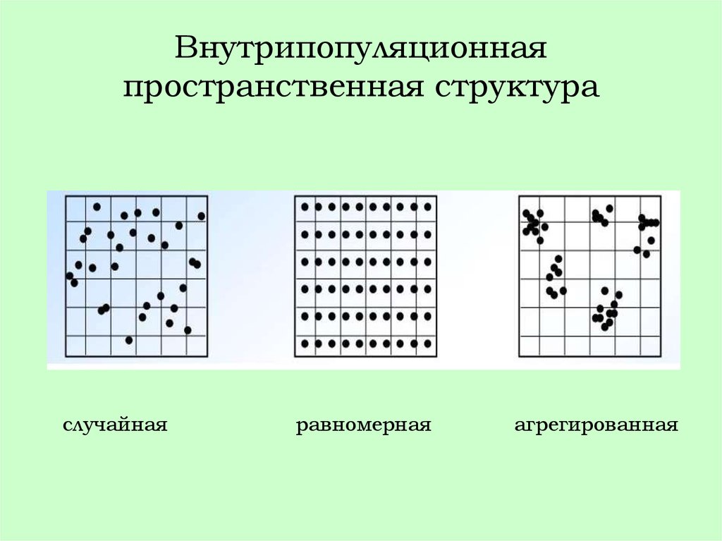 Случайный состав. Случайная пространственная структура. Внутрипопуляционные структуры. Внутрипопуляционная неоднородность.