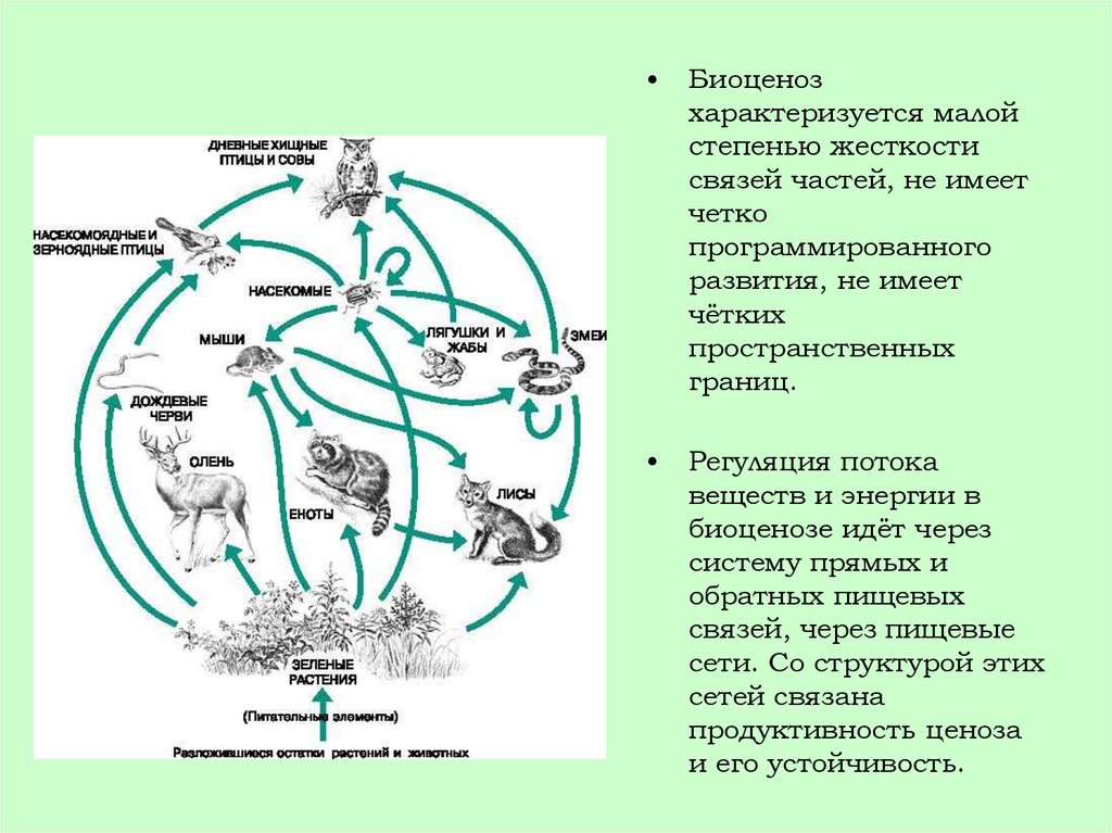 Биоценоз леса пример. Биоценоз схема. Структура биоценоза схема. Строение биоценоза схема. Структура биоценоза леса.
