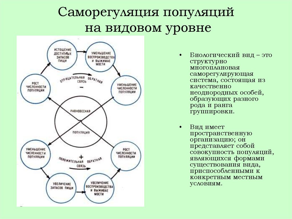 Саморегуляция живого вещества. Концепция саморегуляции численности популяции. Механизмы саморегуляции численности популяции. Схема саморегуляции численности популяции. Способы саморегуляции численности популяции.