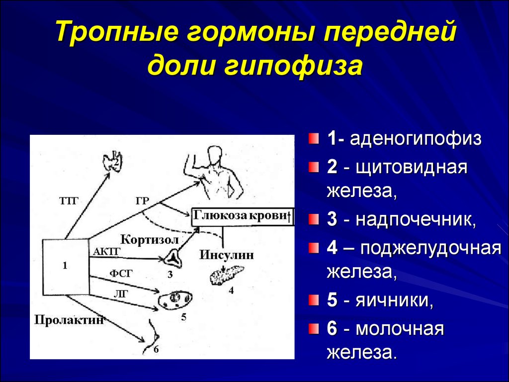 Тропные гормоны. Гормоны передней доли гипофиза схема. Тропные гормоны передней доли гипофиза. Гормоны выделяемые передней долей гипофиза. Тропные гарон ыгипофиза.