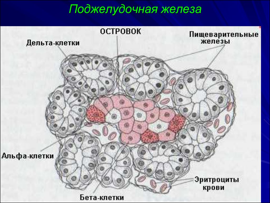 Железа гистология. Островки поджелудочной железы гистология. Строение ацинуса поджелудочной железы. Ацинус поджелудочной железы гистология. Схема строения панкреатического островка.