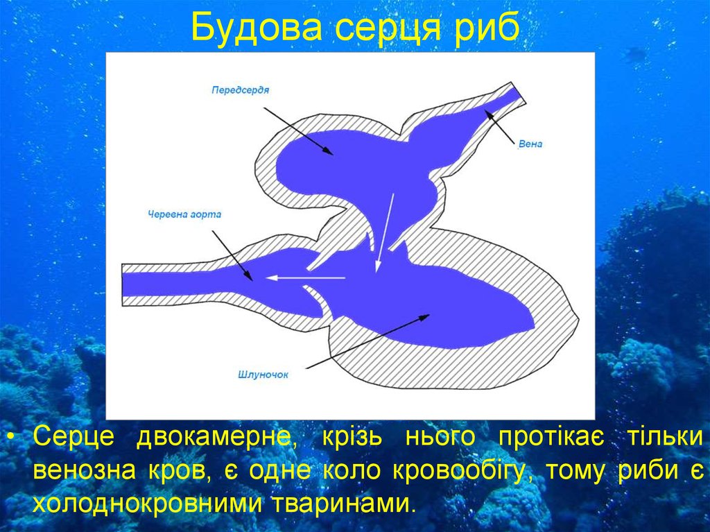 Двухкамерное сердце состоит. Будова серця РИБ. Сердце рыбы. Двухкамерное сердце у рыб строение. Сердце рыбы схема.