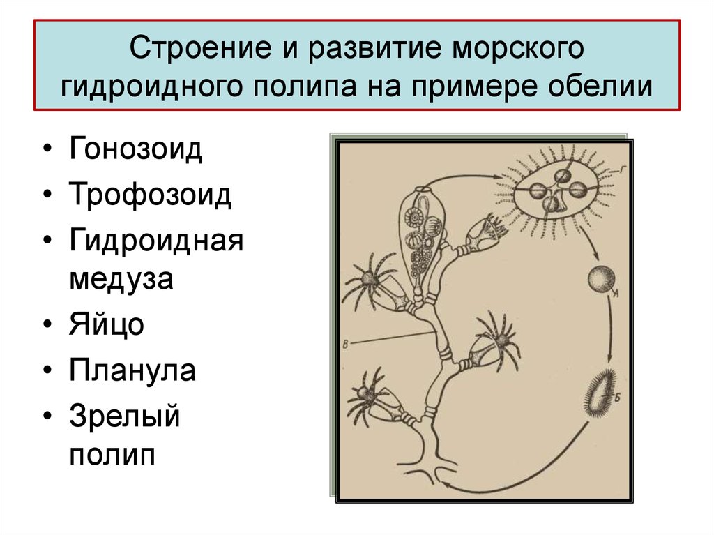 Цикл полипов. Жизненный цикл ГИДРОИДА Obelia. Жизненый цикл гидротда обелия. Колониальный гидроидный полип Obelia. Жизненный цикл ГИДРОИДА Aurelia.