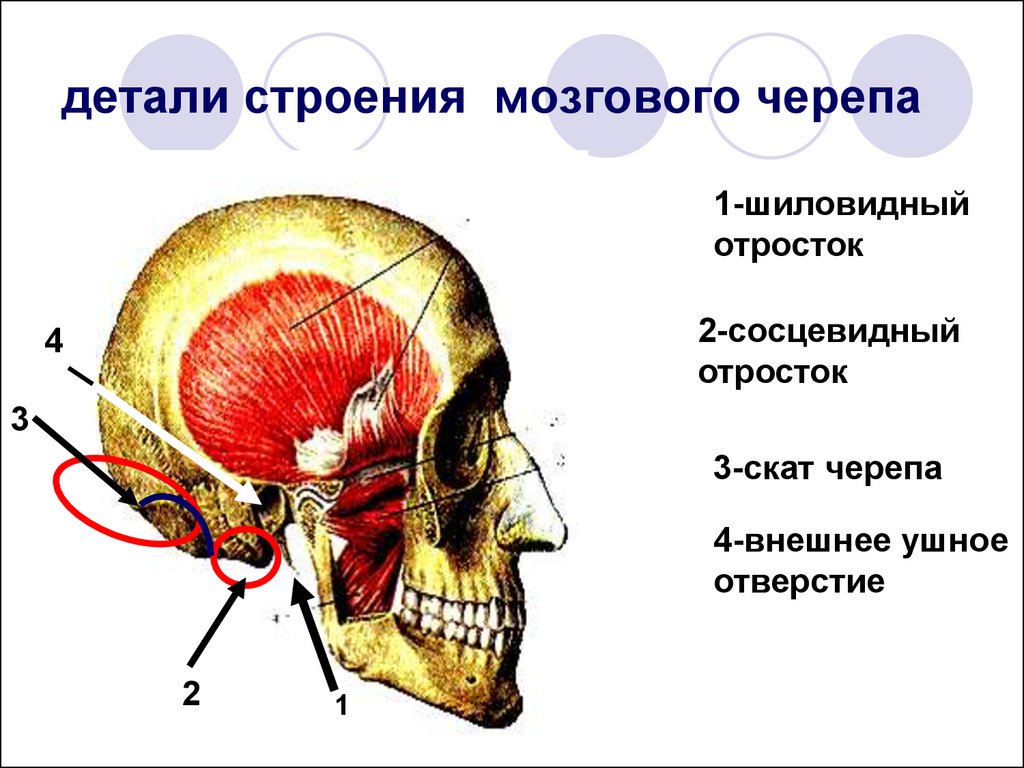 Детали строения. Анатомия сосцевидного отростка височной кости основание черепа. Сосцевидные о ростки черепа. Сосцевид отромток череп. Шиловидный отросток анатомия череп.