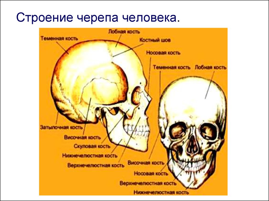 Назови кости черепа. Строение черепа спереди и сбоку. Кости скелета головы человека анатомия. Название костей черепа. Костное строение человека череп.