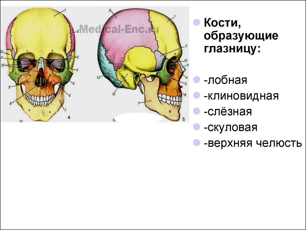 Кости черепа презентация