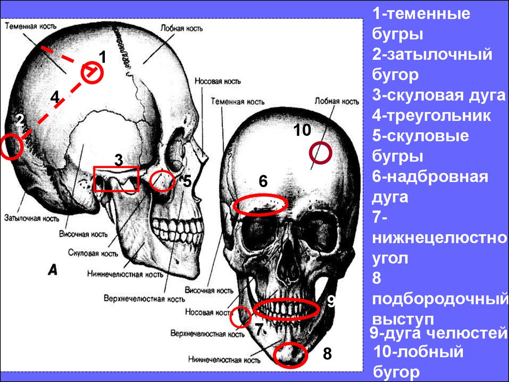Лобная и теменная кость. Анатомия черепа человека лобные Бугры. Теменные кости черепа анатомия. Скуловая дуга на черепе. Кости черепа затылочный бугор.