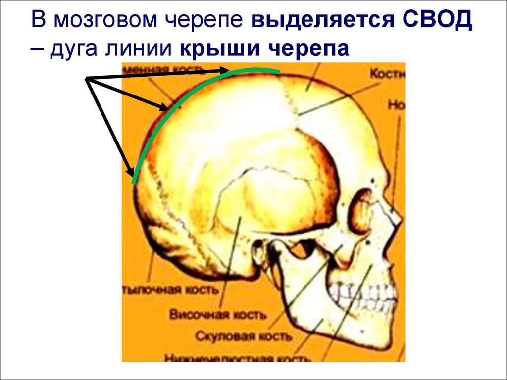 Мозговое основание черепа. Кости свода черепа строение. Строение свода и основания черепа. Свод черепа и основание черепа. СВОТ И основание черепа.