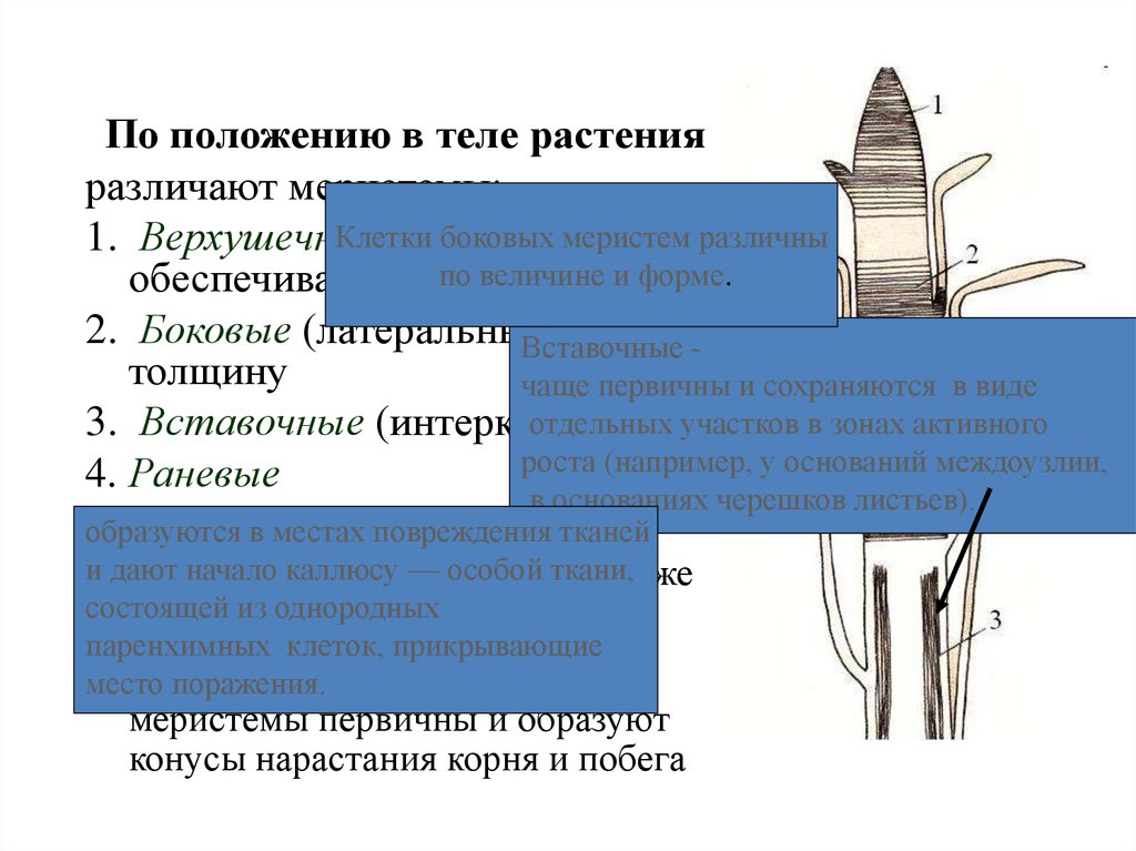 Какую функцию выполняет образовательная ткань у растений