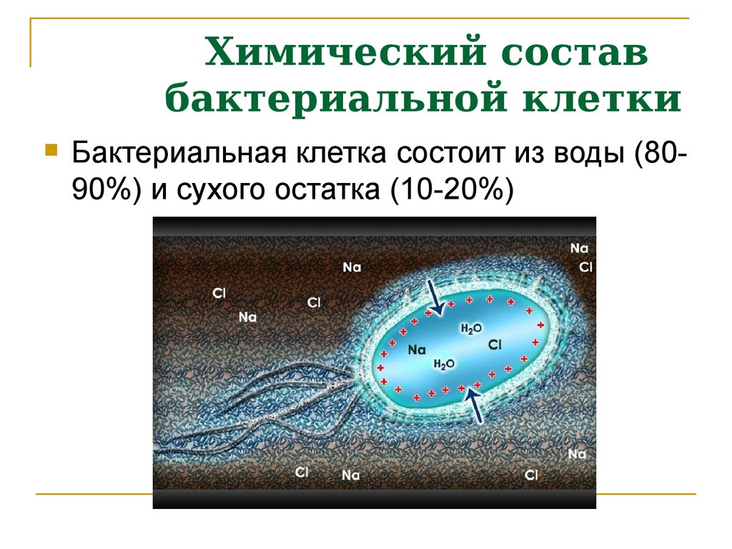 Какие вещества образуют тело бактерии