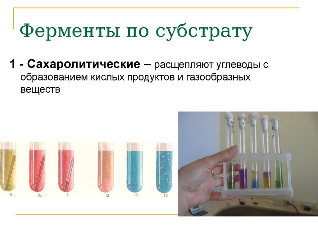 Сахаролитические свойства бактерий