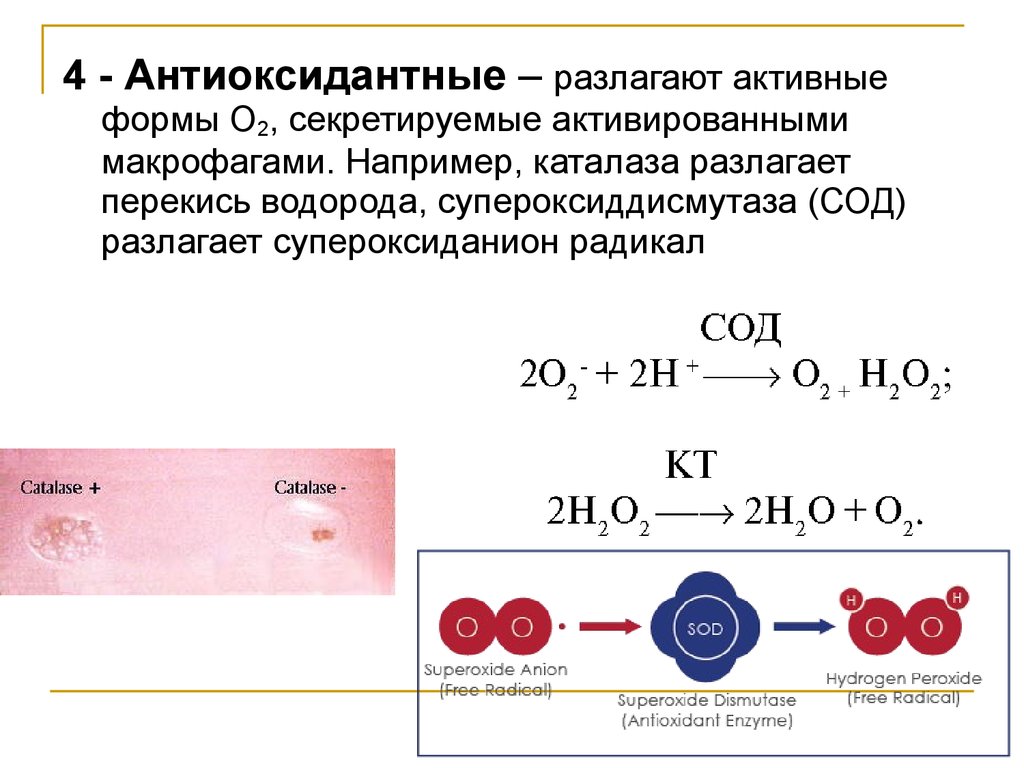 Пероксид водорода и кислород реакция. Схема образования пероксида водорода. Реакция разложения пероксида водорода. Уравнение реакции разложения пероксида водорода. Разложение пероксида водорода уравнение.