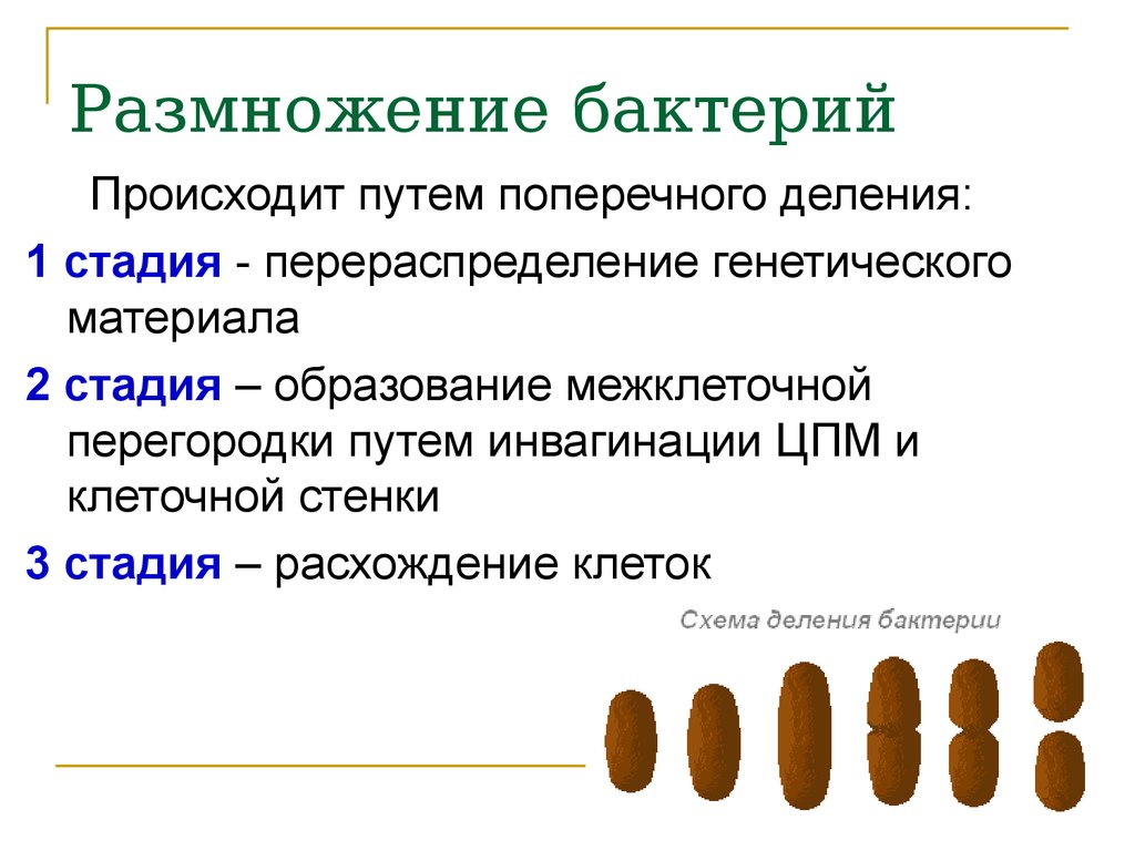 Бактерии размножаются. Размножение бактерий. Способы размножения бактерий. Какими способами осуществляется размножение бактерий. Формы способы размножения бактерий.