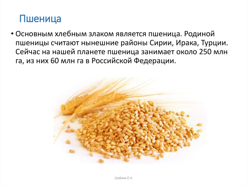 Пшеница состав белки. Качество зерна пшеницы. Пшеница и продукты. Продукты переработки пшеницы. Характеристика зерновых товаров.