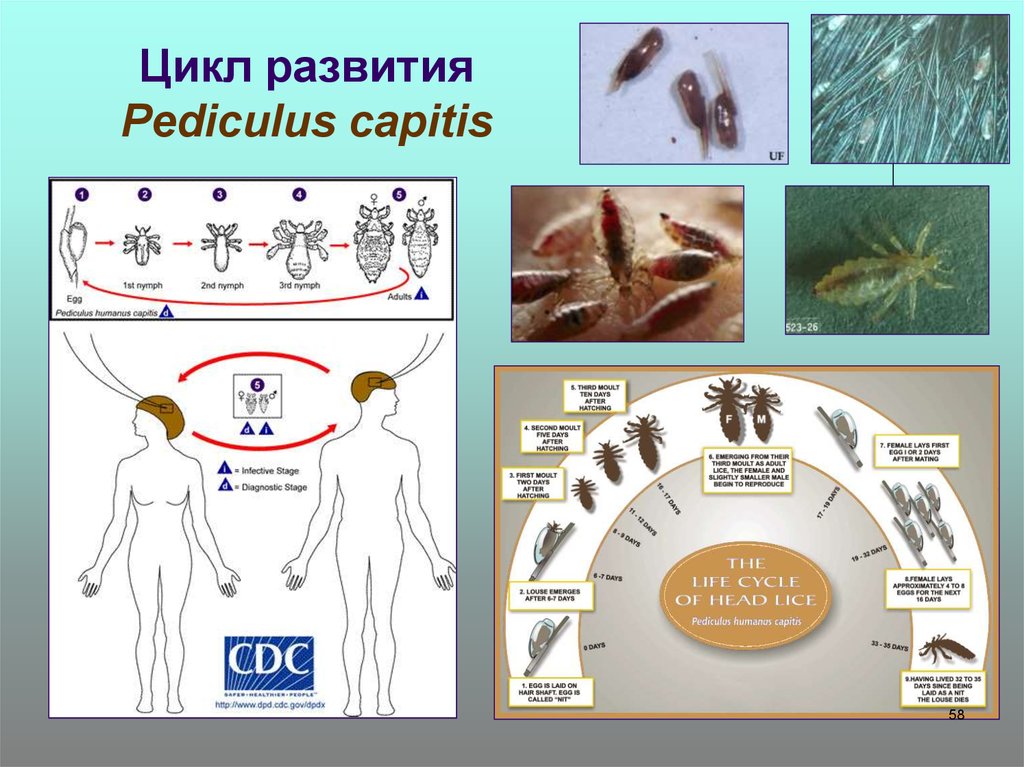 Схема развития pediculus humanus capitis olp