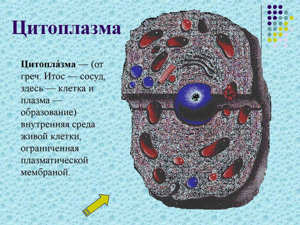 Как выглядит цитоплазма на рисунке