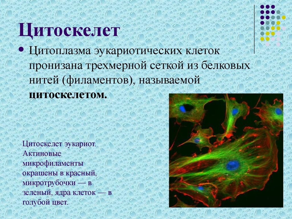 Цитоскелет прокариот и эукариот. Строение цитоскелета в эукариотической клетке. Актиновый цитоскелет. Цитоскелет микрофиламенты. Цитоскелет прокариотической клетки.