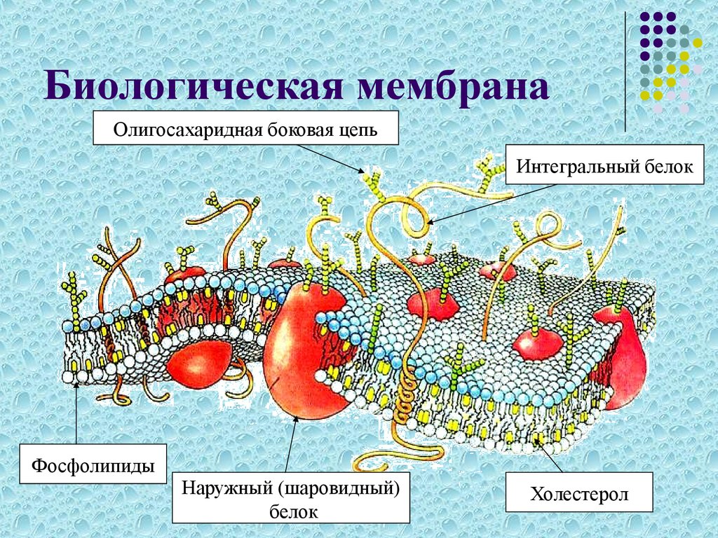 Белки в клеточной мембране. Строение белка мембраны клетки. Строение биомембраны клетки. Биологические мембраны состоят из. Клетка биология строение мембрана.