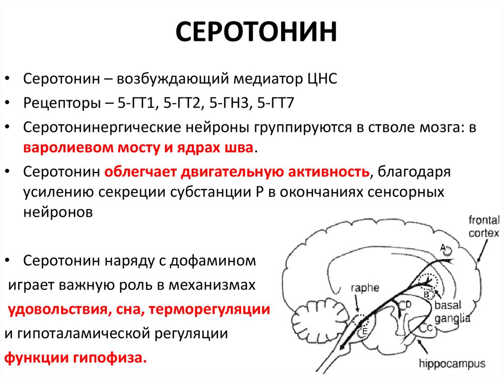 Гормон центральной нервной системы. Серотонин. Серотонин в мозге. Серотонин гормон. Серотонин медиатор.