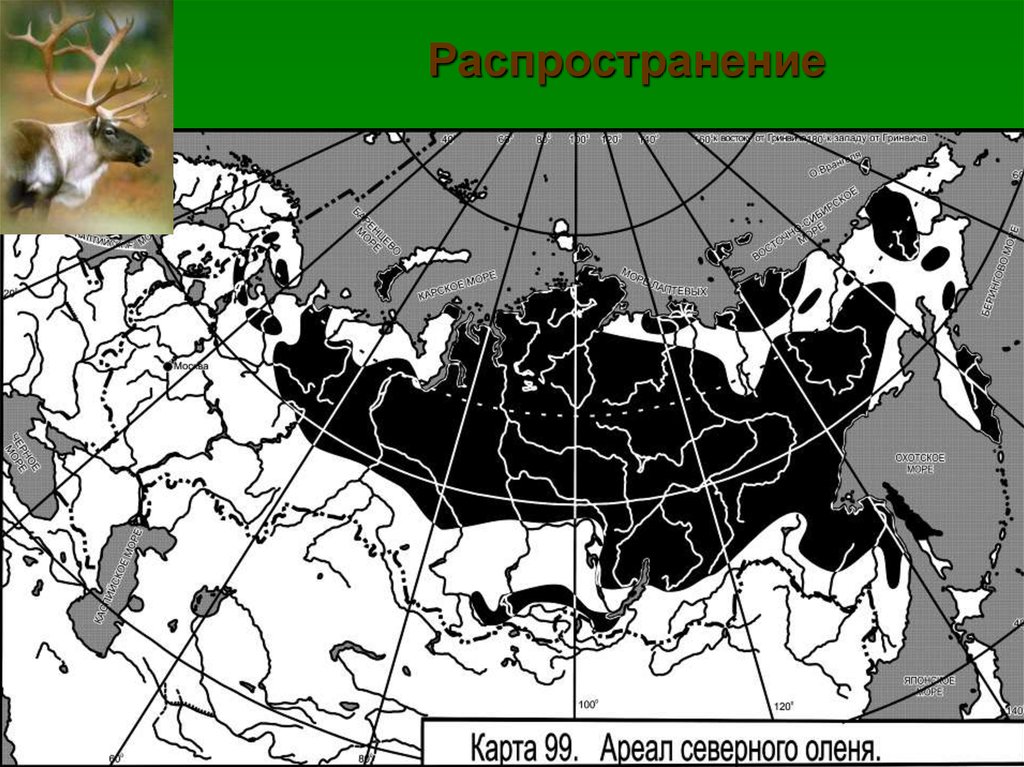 Обитания оленей в россии. Ареал обитания марала в России на карте. Ареал обитания Северного оленя в России на карте. Ареал обитания оленей в России. Ареал обитания оленей в России карта.