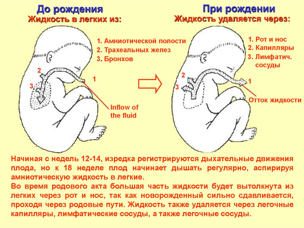 Уколы для раскрытия легких при беременности. Дыхательная система плода и новорожденного. Дыхательные движения плода. Формирование дыхательной системы у плода.