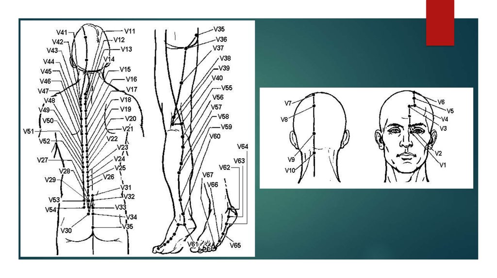 Расположение точки 1. V1 меридиана мочевого пузыря. Меридиан мочеполовой системы. Меридиан мочевого пузыря точки. Меридиан v.