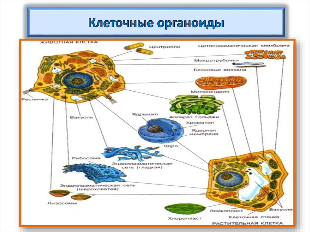 18 клетка. Сравнить органоиды с городскими структурами и предприятиями.