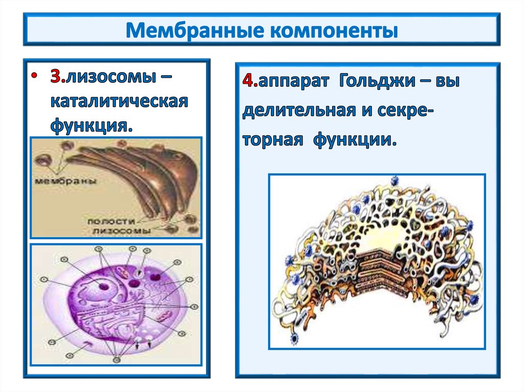 Клетки Гольджи мозжечка.