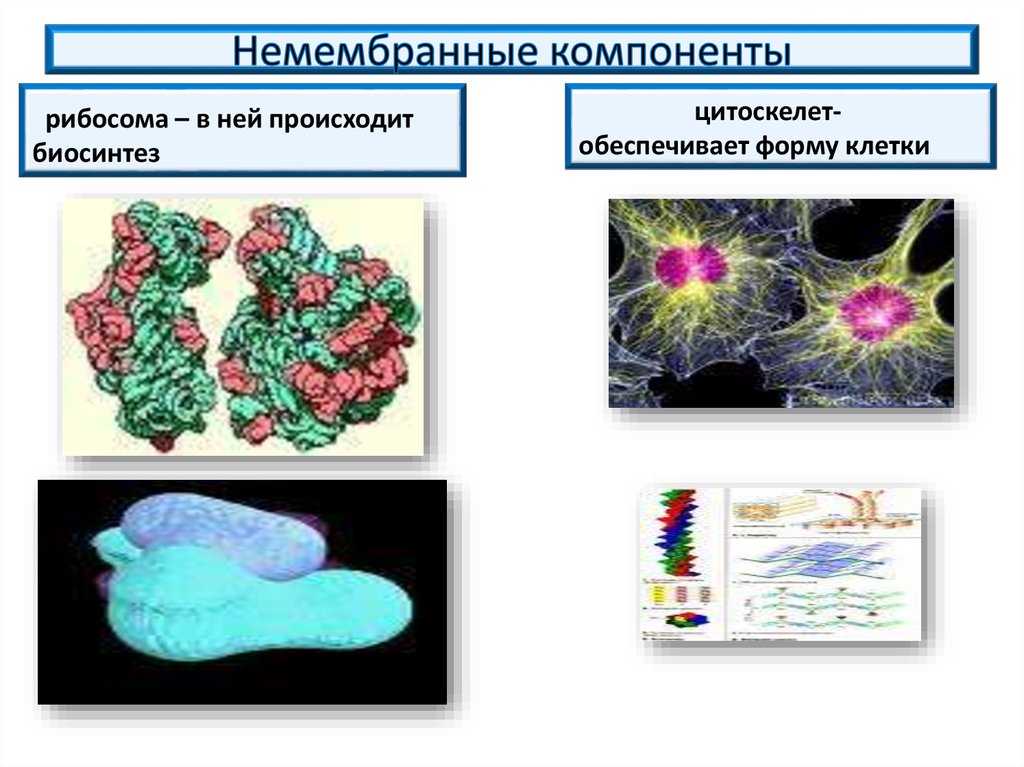 Немембранные клетки. Немембранные компоненты клетки. Немембранные органеллы цитоскелет. Что обеспечивает форму клетки. Укажите немембранные компоненты клетки:.