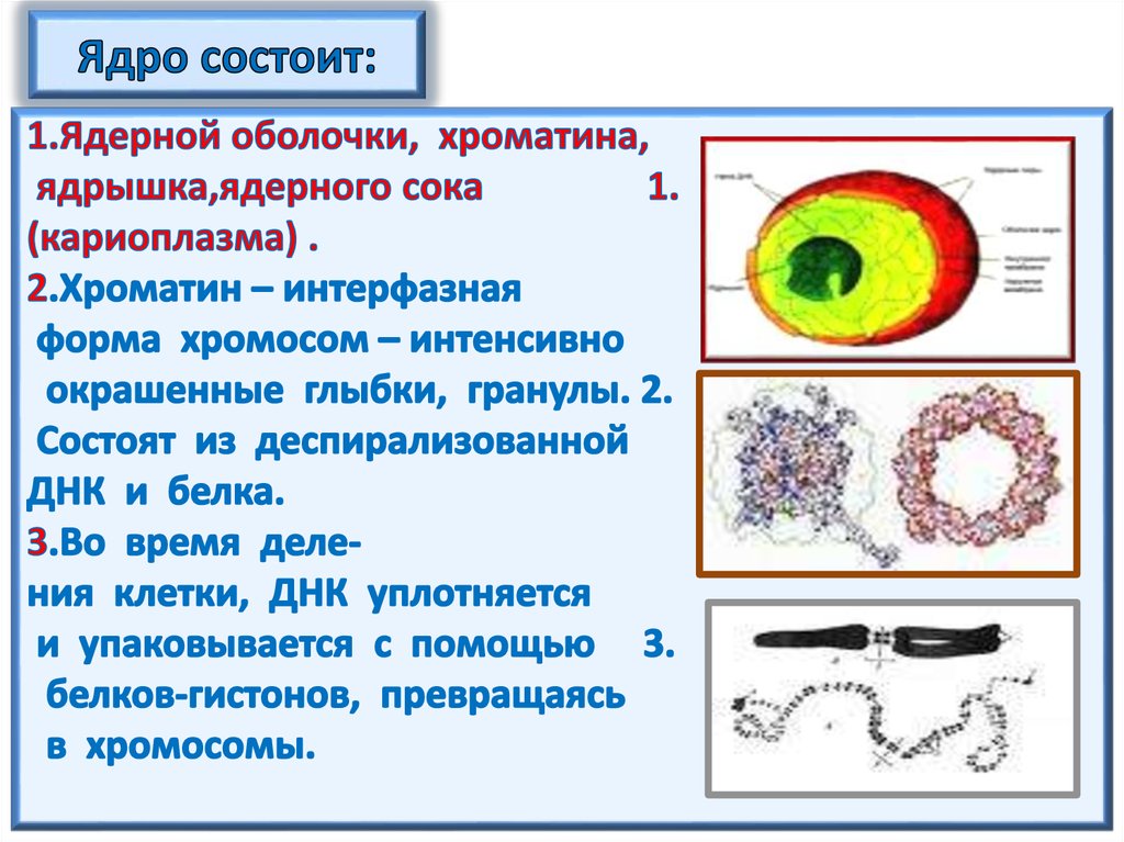 Ядерный хроматин. Строение ядра хроматин. Ядро ядерная оболочка ядерный сок ядрышки хроматин и хромосомы. Ядрышко с хроматином. Ядерная оболочка ядрышко хроматин что это.