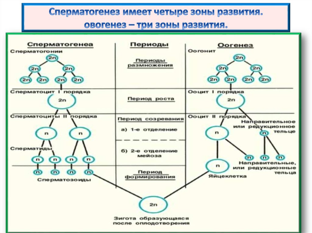Сперматогенез и его периоды. 4 Зоны сперматогенеза. Схема сперматогенеза и овогенеза. Сперматогенез первый период.