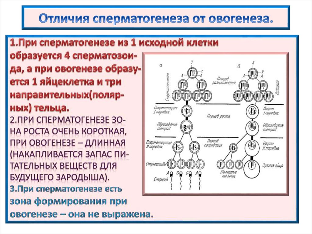 Процесс стадия сперматогенеза. Гаметогенез сперматогенез овогенез. Схема основных этапов сперматогенеза и овогенеза. Периоды развития сперматогенеза овогенеза. Сперматогенез и оогенез таблица.